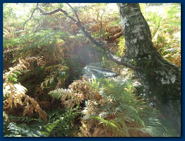 600x449 pixels (209K)